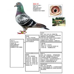 荷兰速度王林波尔-波治43