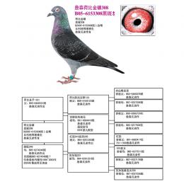 詹森名种荷比331直子308