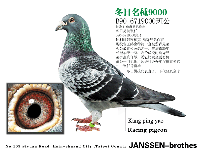世纪名种冬日男孩代表直子9000号.gif